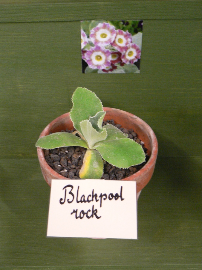'Blackpool Rock' Striped auricula